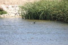 Gallinula galeata cachinnans