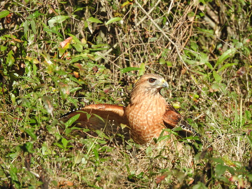 Red-shouldered Hawk photographed in South Carolina
