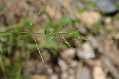 Urochloa fusca