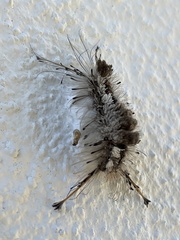 Dasychira meridionalis