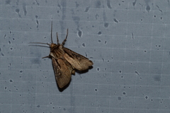 Agrotis volubilis