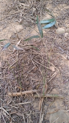 Phyllostachys makinoi