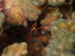 Stenorhynchus debilis