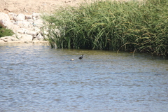 Gallinula galeata cachinnans