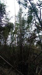 Phyllostachys makinoi