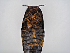 Silphidae