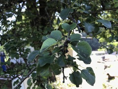 Pyrus communis pyraster