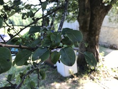 Pyrus communis pyraster