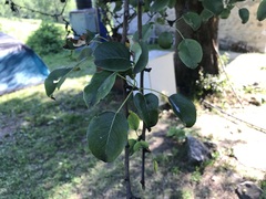 Pyrus communis pyraster