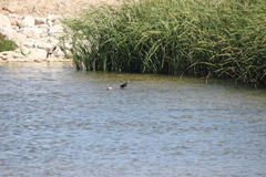 Gallinula galeata cachinnans