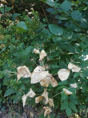 Smyrnium perfoliatum