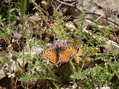 Melitaea acentria