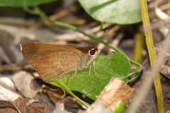 Synapte pecta