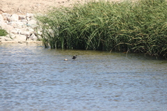 Gallinula galeata cachinnans