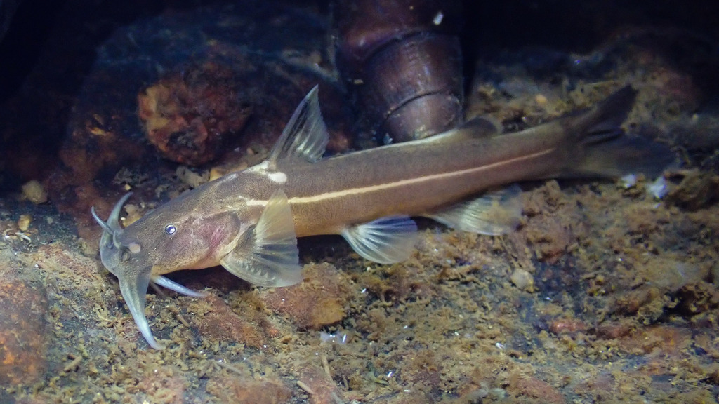 Glyptothorax pallozonus in January 2023 by H.T.Cheng · iNaturalist