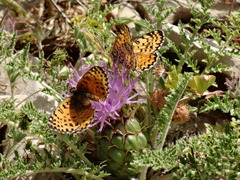Melitaea acentria