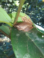 Pseudophilautus amboli