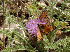 Melitaea acentria