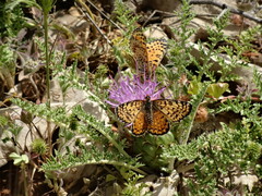 Melitaea acentria