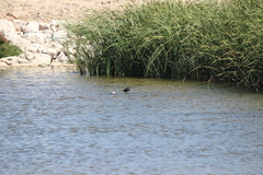 Gallinula galeata cachinnans
