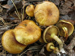 Pholiota angustipes