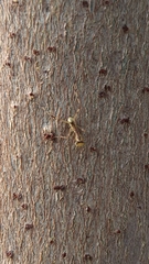 Hierodula patellifera