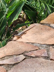 Trachylepis