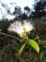Capparis