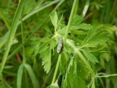 Coccinella