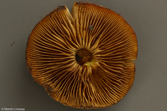 Pholiota angustipes