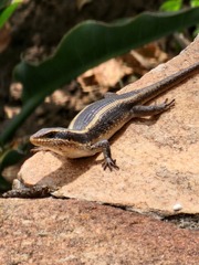 Trachylepis