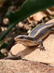 Trachylepis