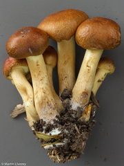 Pholiota angustipes