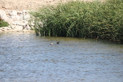 Gallinula galeata cachinnans