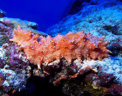 Thelenota rubralineata