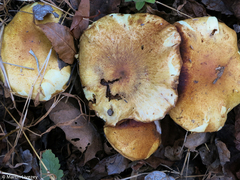 Pholiota angustipes