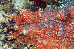 Thelenota rubralineata