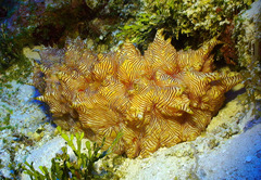 Thelenota rubralineata