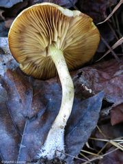 Pholiota angustipes