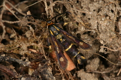 Chamaesphecia nigrifrons