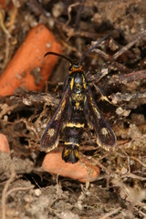 Chamaesphecia nigrifrons