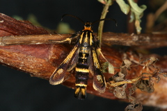 Chamaesphecia nigrifrons