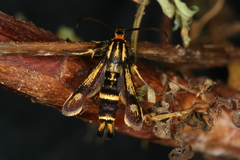 Chamaesphecia nigrifrons
