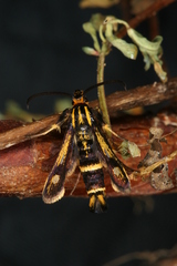 Chamaesphecia nigrifrons