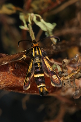 Chamaesphecia nigrifrons