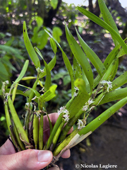 Scaphyglottis stellata