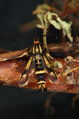 Chamaesphecia nigrifrons