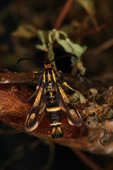 Chamaesphecia nigrifrons