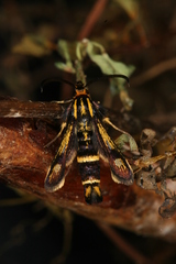 Chamaesphecia nigrifrons
