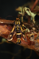 Chamaesphecia nigrifrons